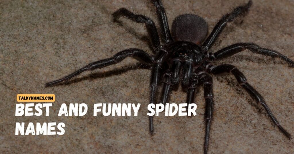 Best and Funny Spider Names