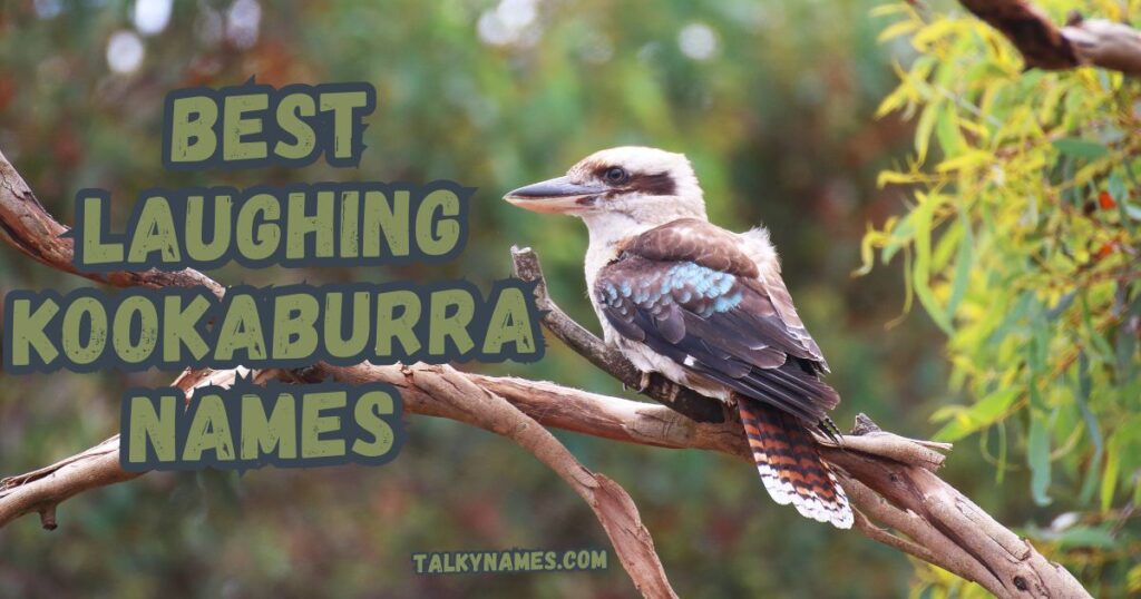 Best Laughing Kookaburra Names