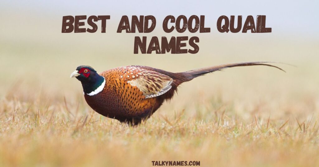 Best and Cool Quail Names