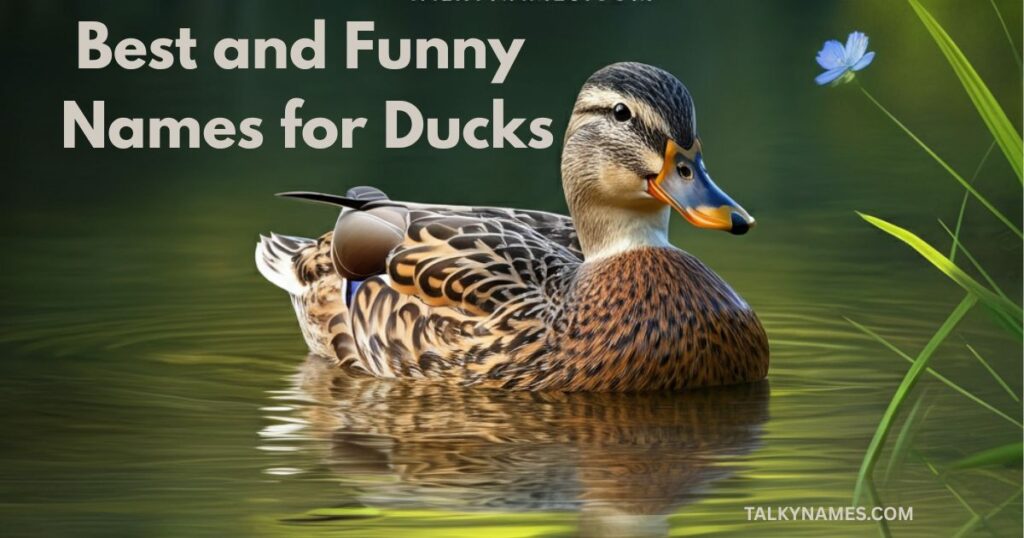 Best and Funny Names for Ducks