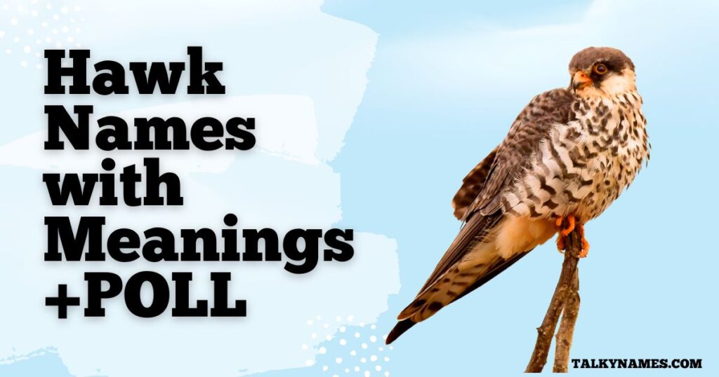 Hawk Names with Meanings