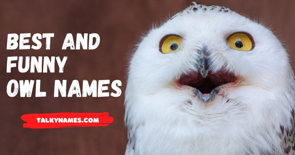 Best and Funny Owl Names