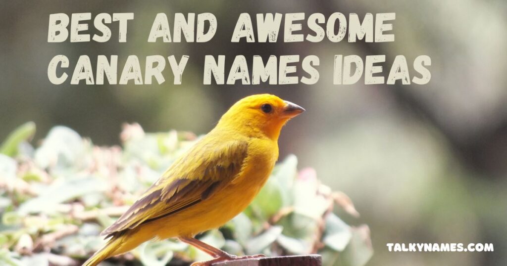 Best and Awesome Canary Names Ideas