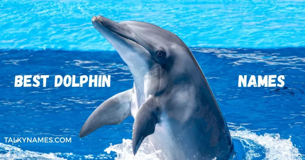 Best Dolphin Names