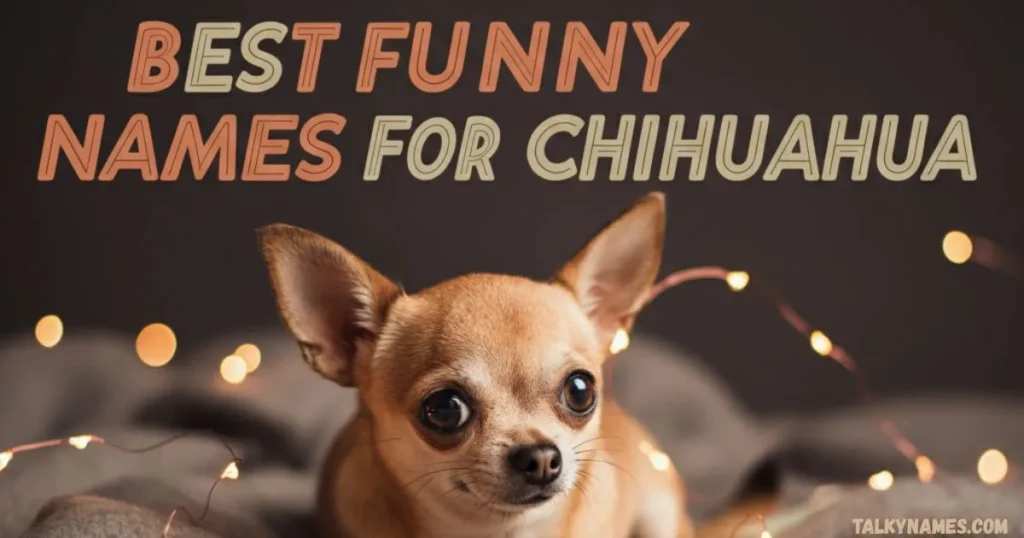 Best Funny Names for Chihuahua
