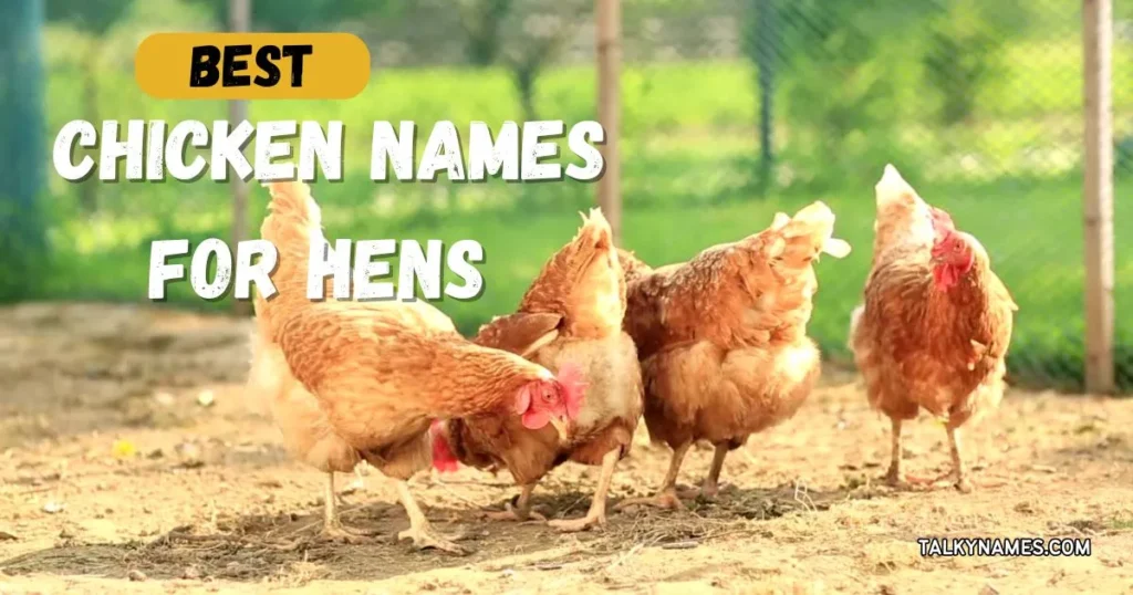 Best Chicken Names for Hens and Roosters