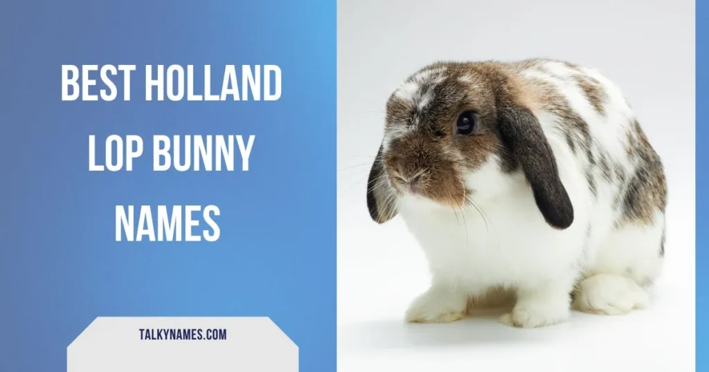 Best Holland Lop Bunny Names With Generator