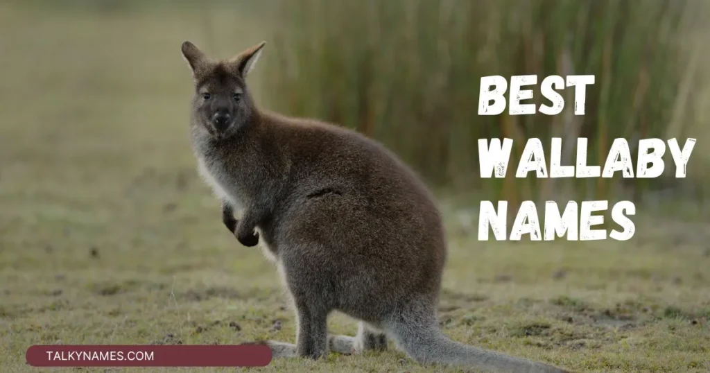 Best Wallaby Names with Generator