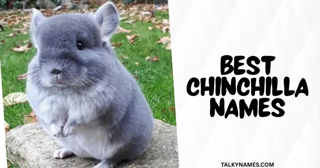 Best Chinchilla Names With Generator